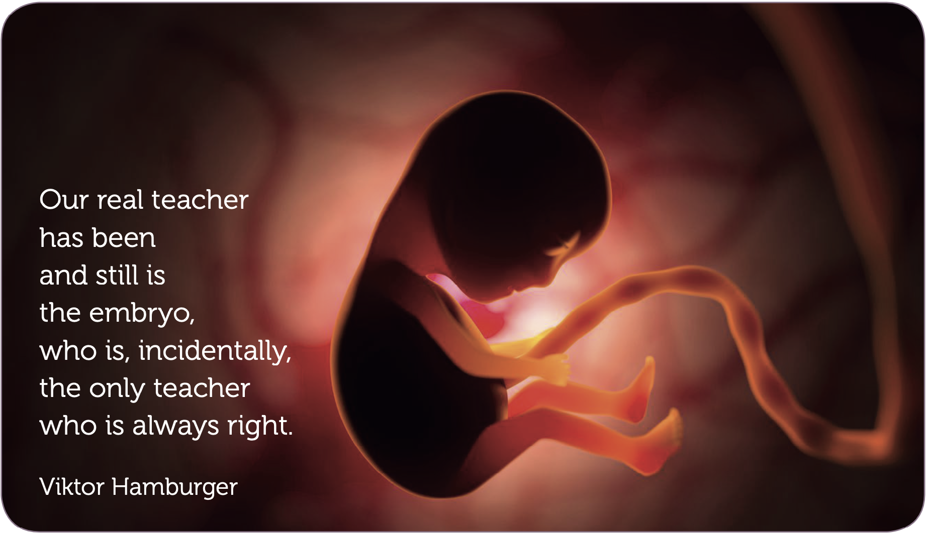 Embryologie_van_de_energiebanen image Embryologie van de energiebanen