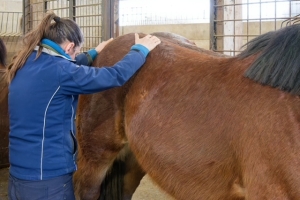 Demontraties Paardenshiatsu