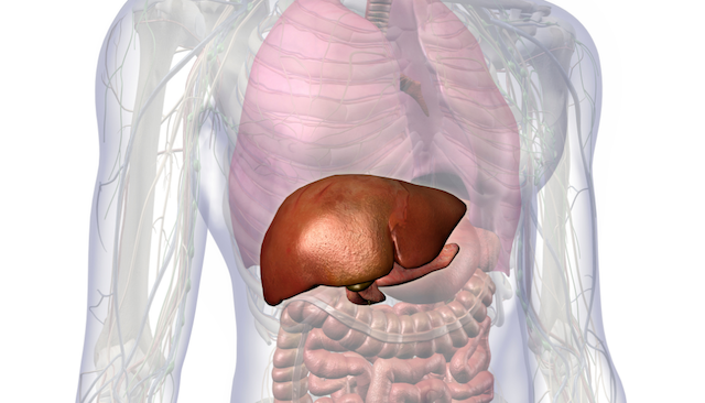 foie_poumon-d512c7c3 Nieuws/blog